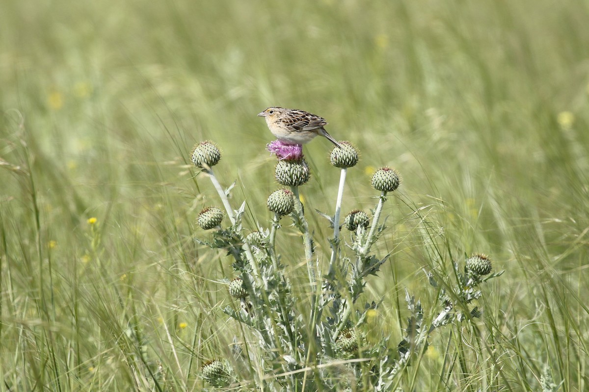 Grasshopper Sparrow - ML644192971