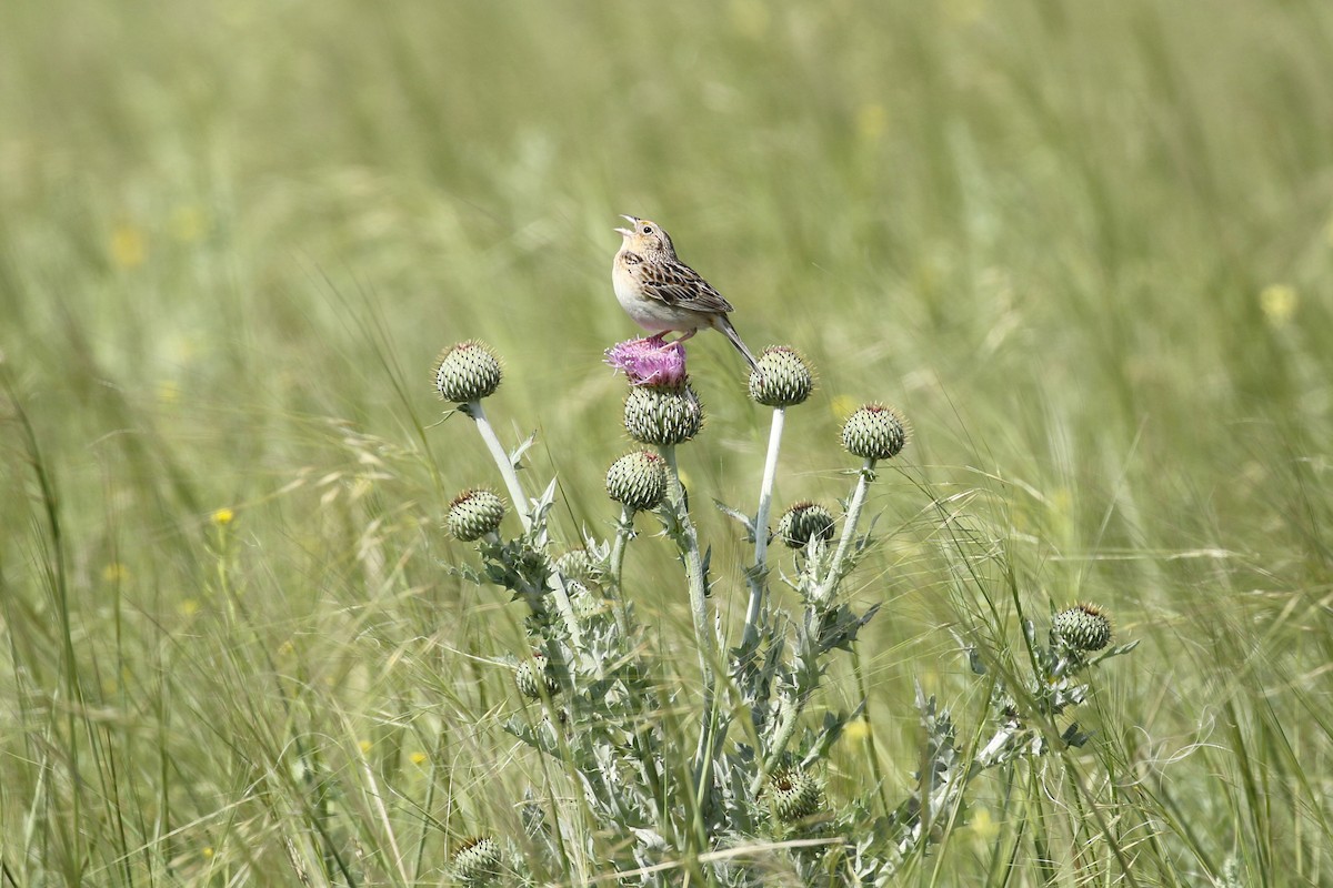 Grasshopper Sparrow - ML644192975