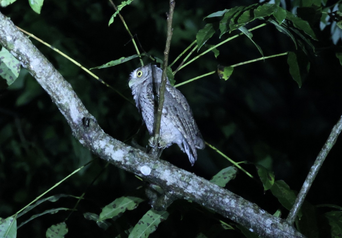Pacific Screech-Owl - ML644193014