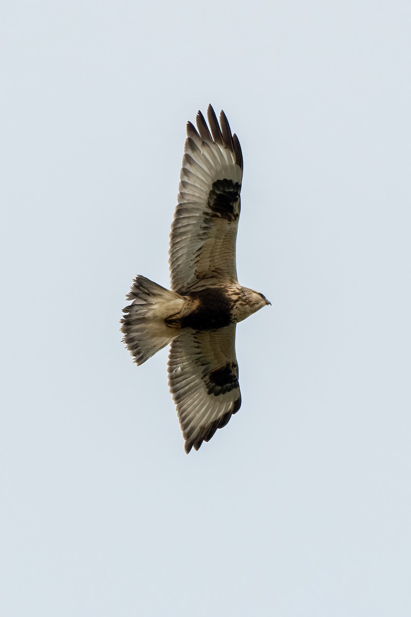 Rough-legged Hawk - ML644193024