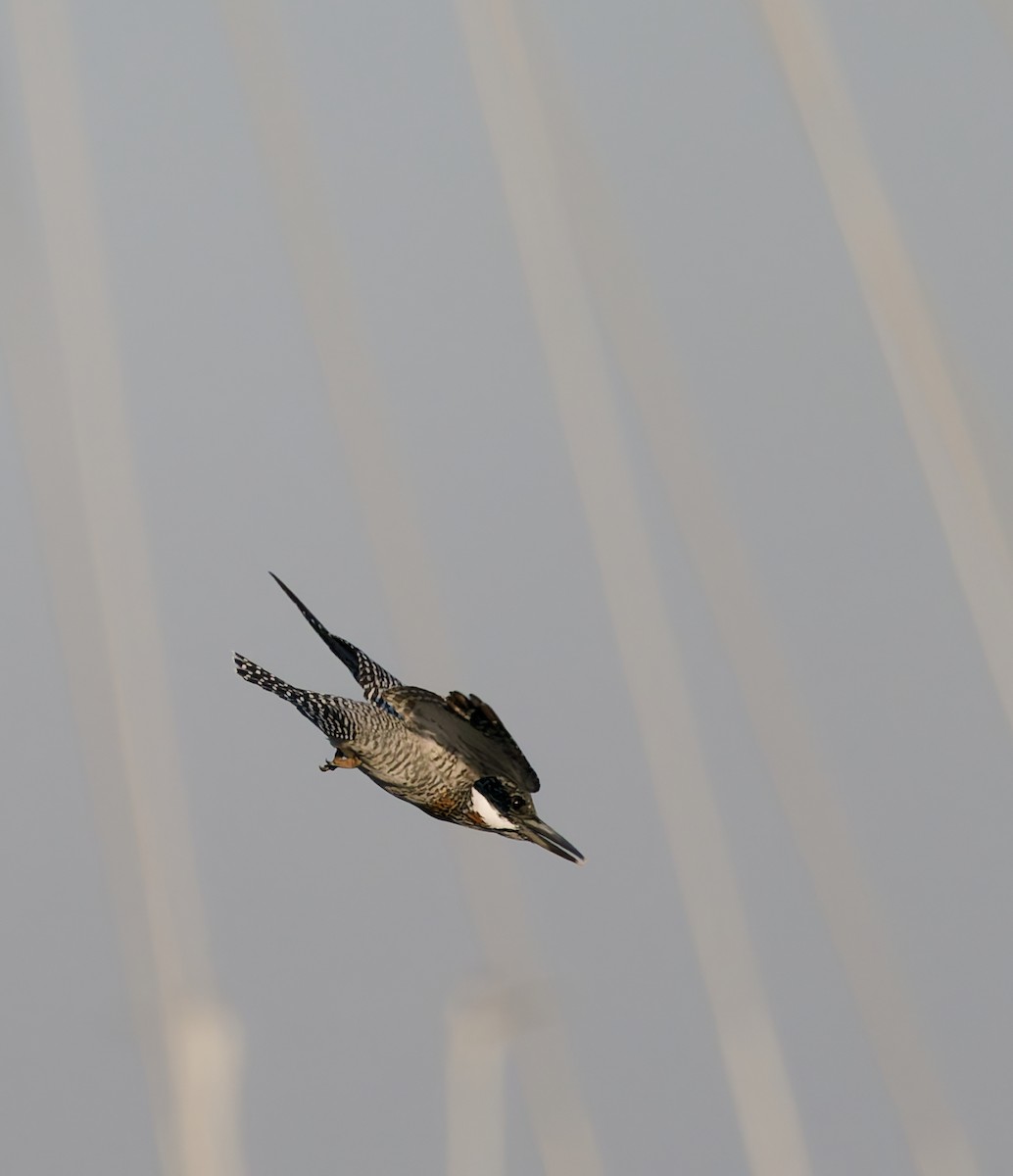 Crested Kingfisher - ML644193045