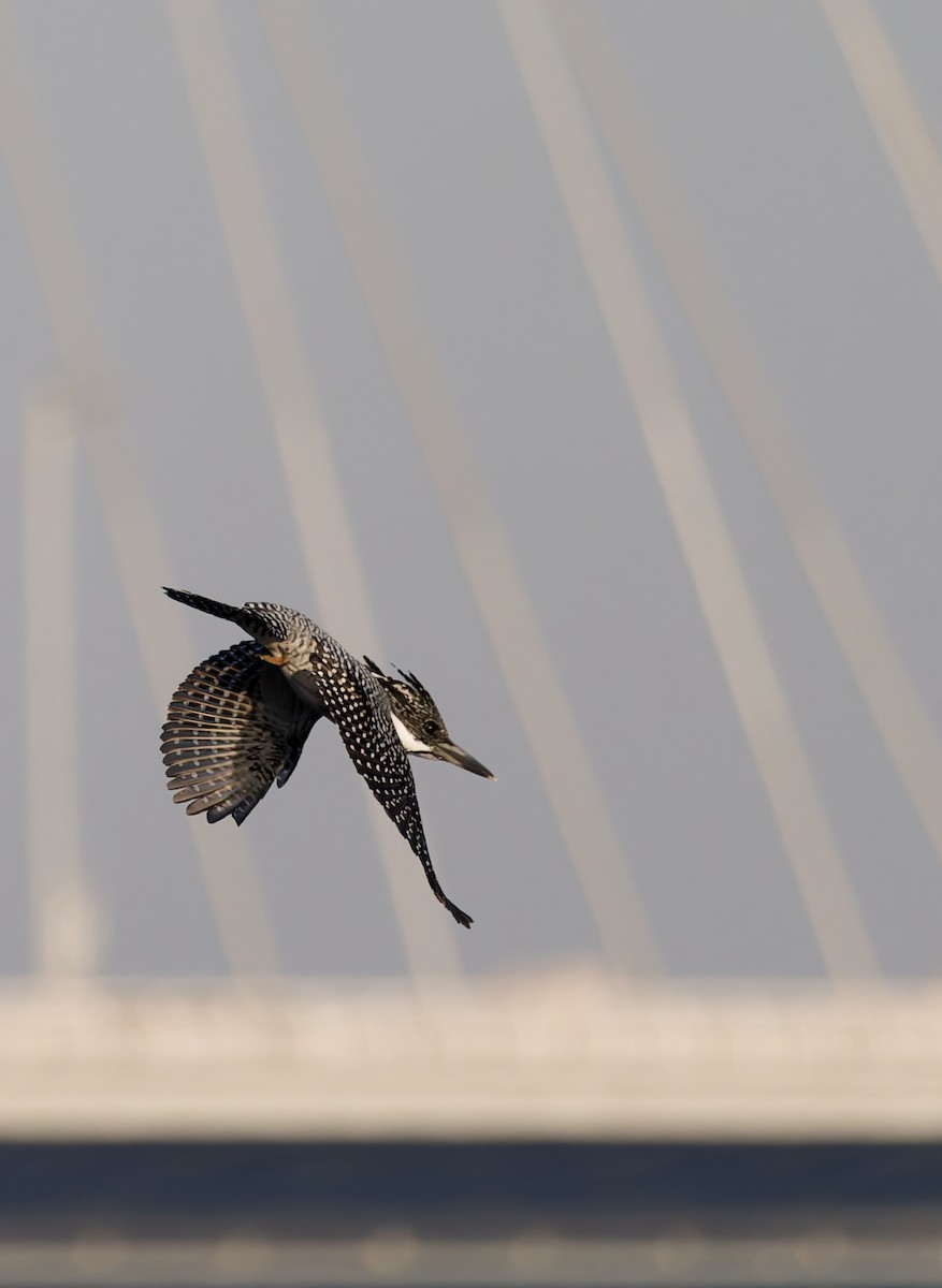 Crested Kingfisher - ML644193046