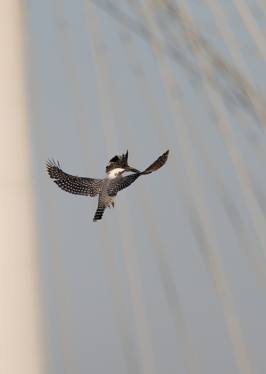Crested Kingfisher - ML644193047
