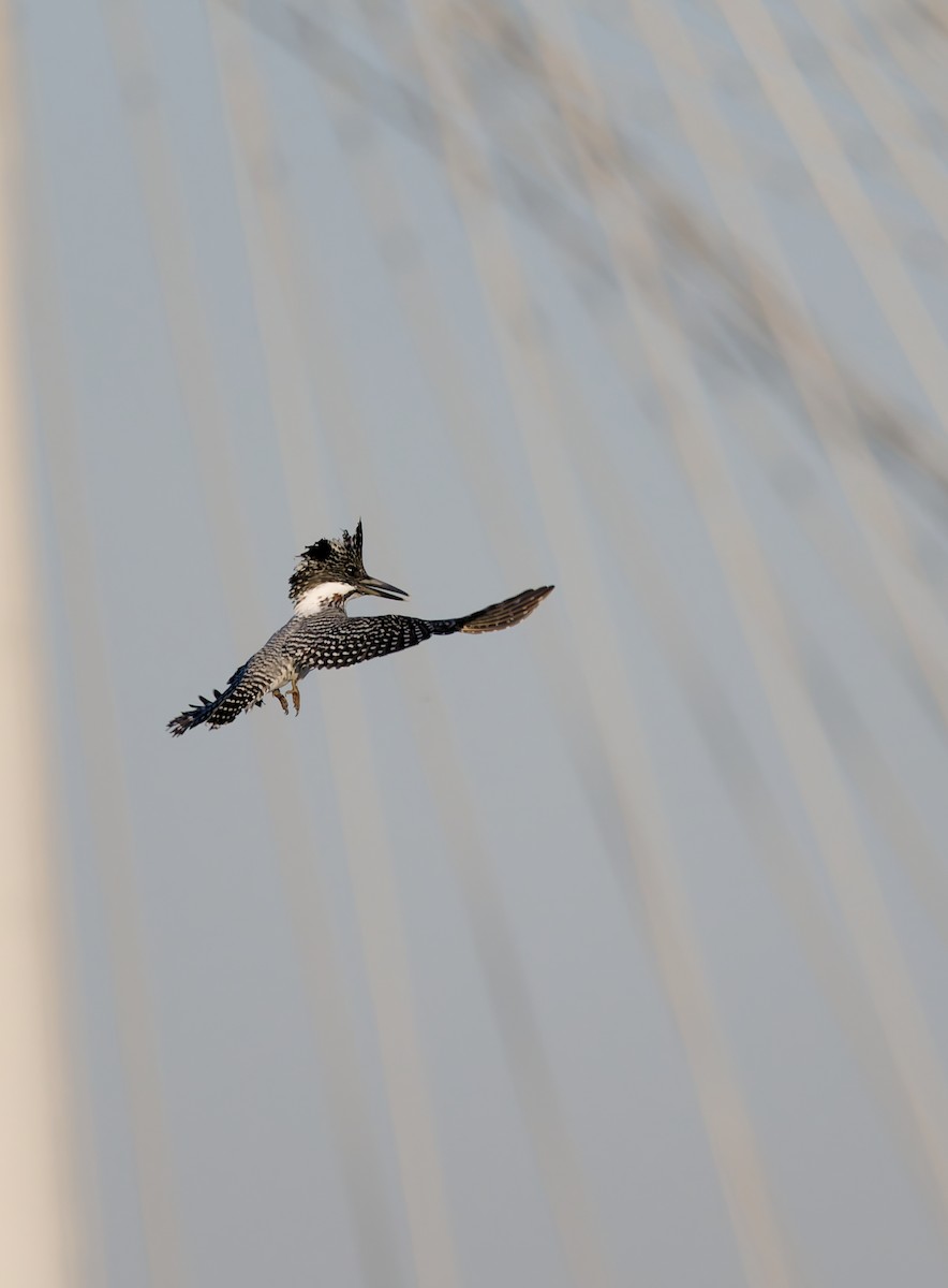 Crested Kingfisher - ML644193048