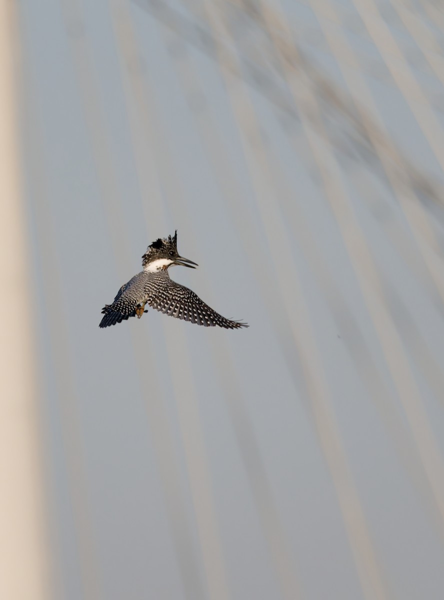 Crested Kingfisher - ML644193049