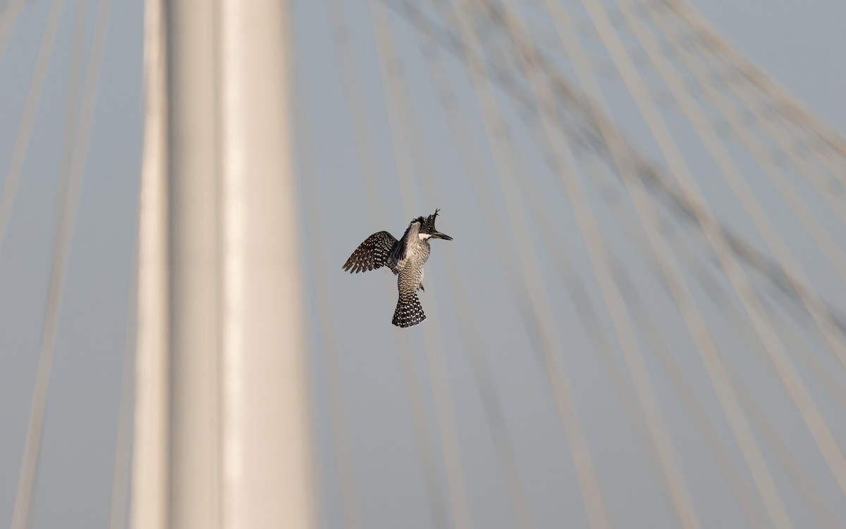 Crested Kingfisher - ML644193050