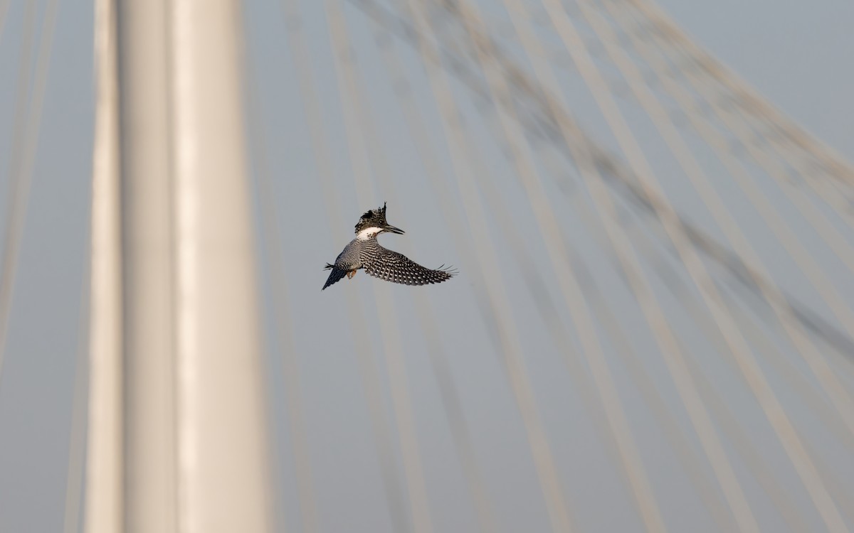 Crested Kingfisher - ML644193051