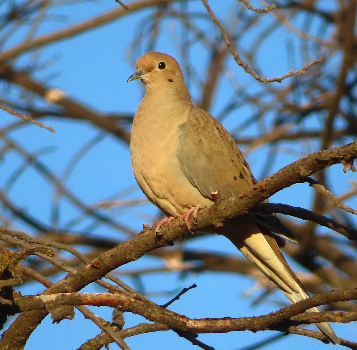 Mourning Dove - ML644193061