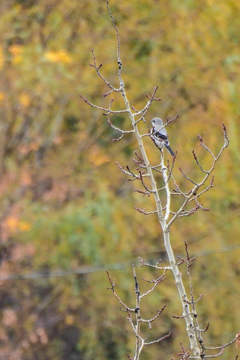 Northern Shrike - ML644193071