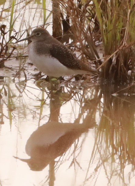 Solitary Sandpiper - ML644193072