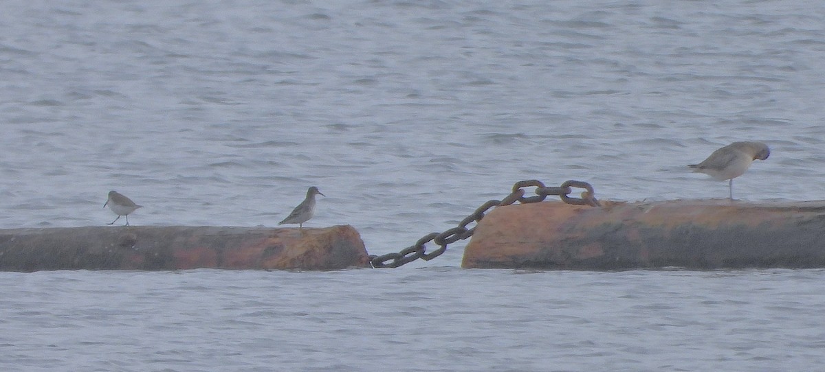 klippesnipe - ML644193078