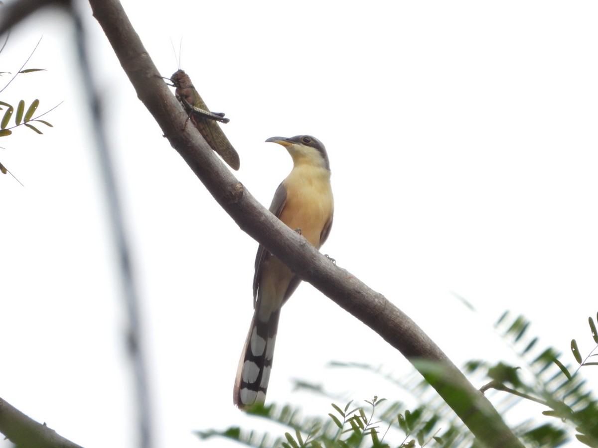 Mangrovekuckuck - ML644193079
