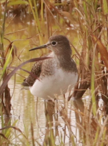 Solitary Sandpiper - ML644193083