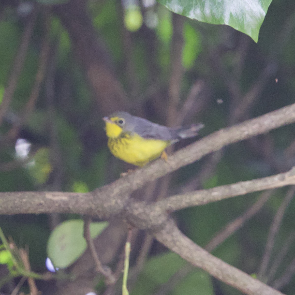 Canada Warbler - ML644193089