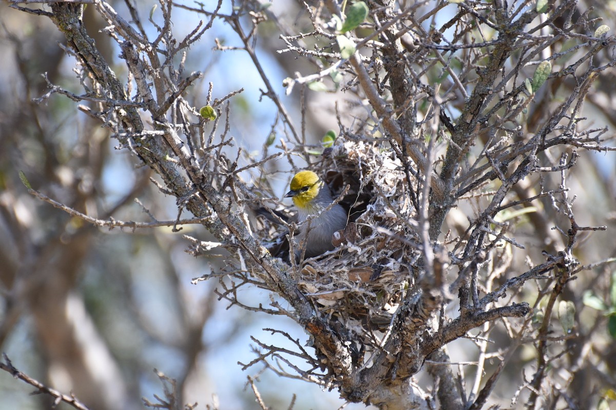 Verdin - ML644193095