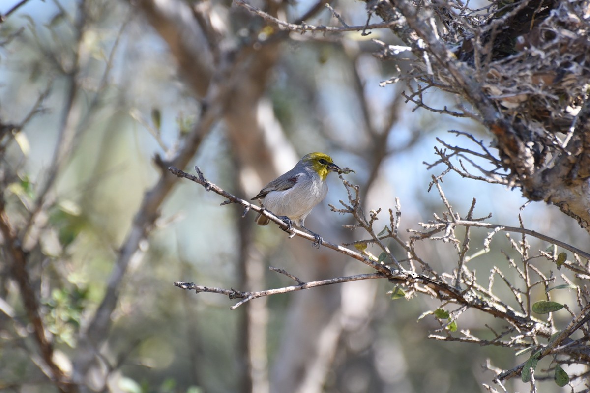 Verdin - ML644193096