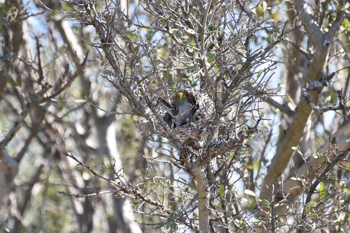 Verdin - ML644193097