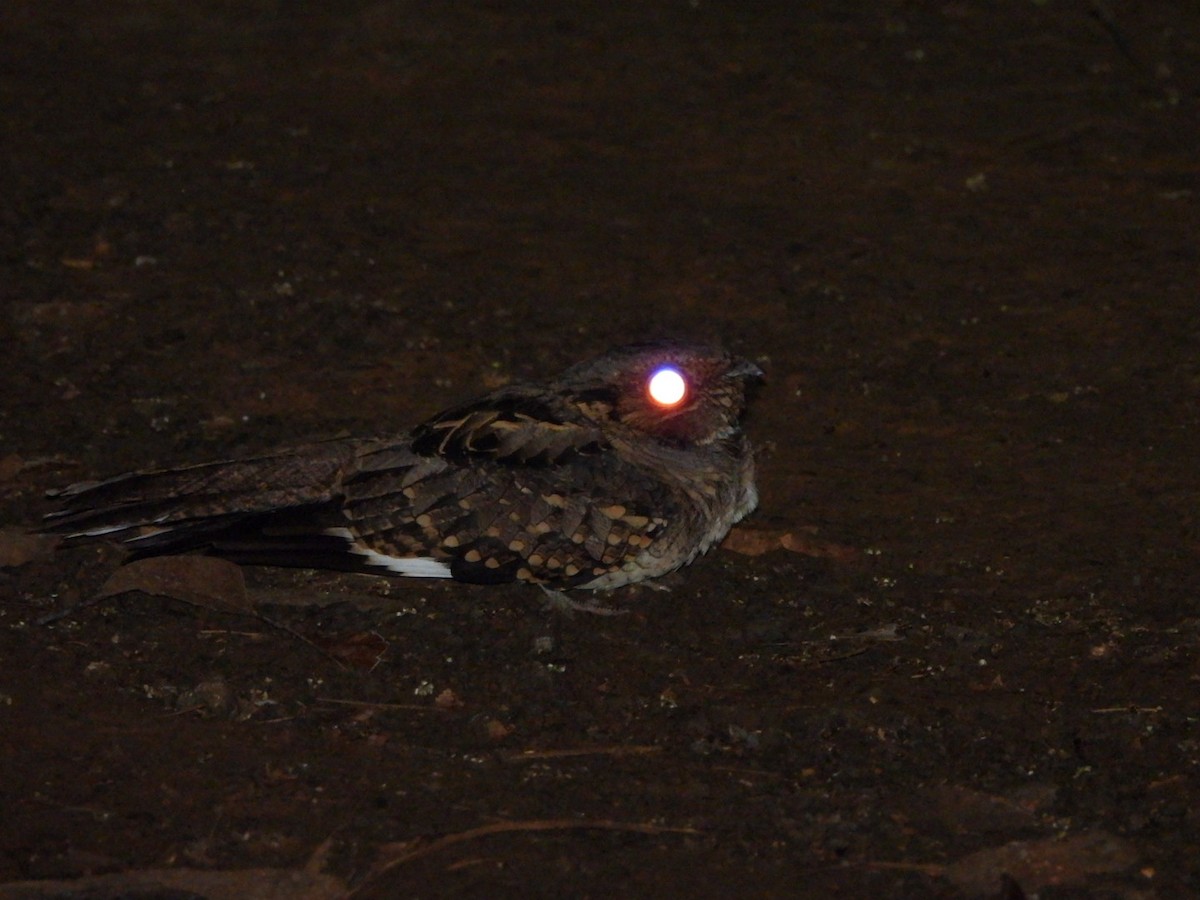 Пораке - ML644193098