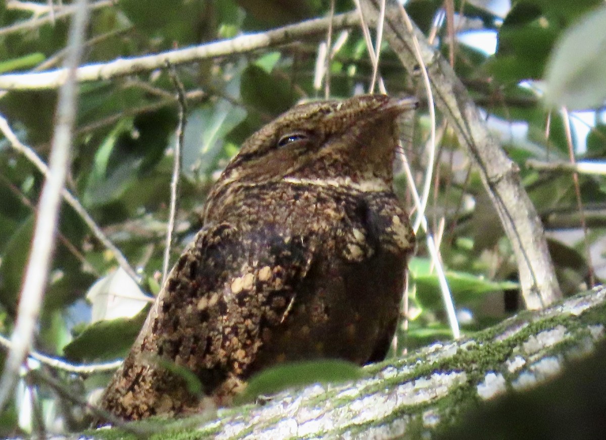 karolinanattravn - ML644193099