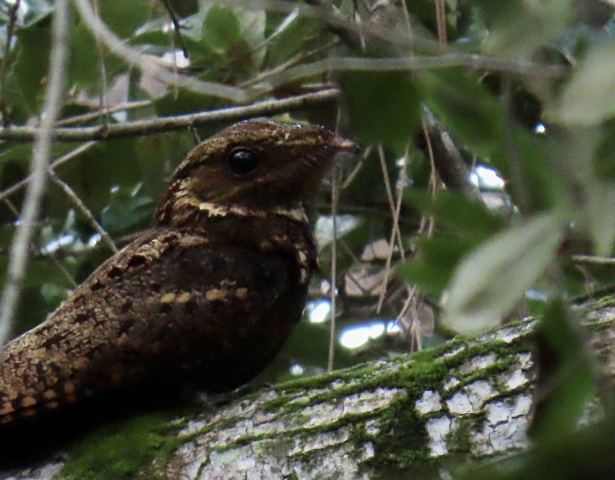 karolinanattravn - ML644193100