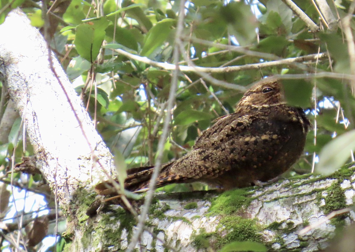 karolinanattravn - ML644193101