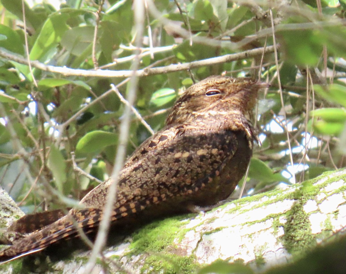 karolinanattravn - ML644193102