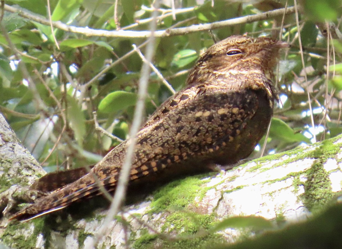 karolinanattravn - ML644193103