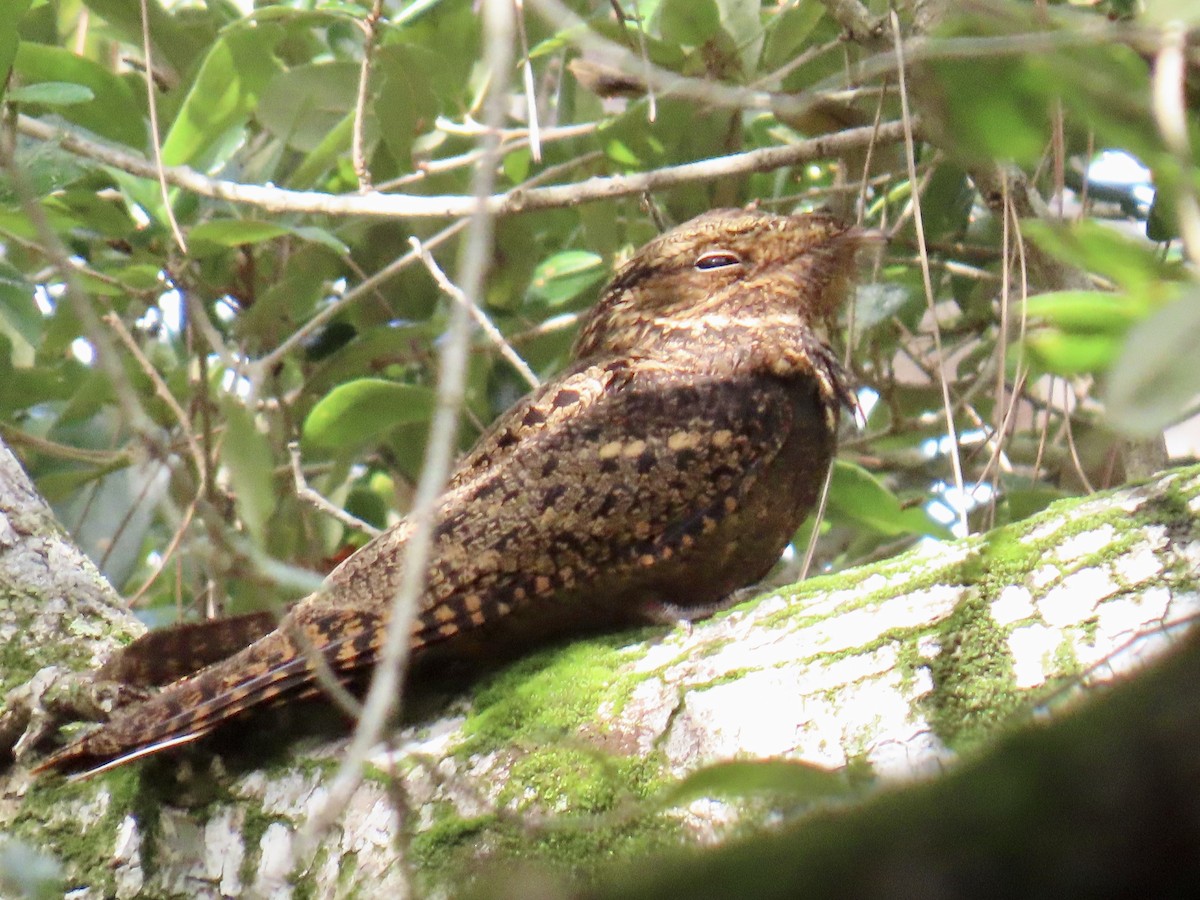 karolinanattravn - ML644193104