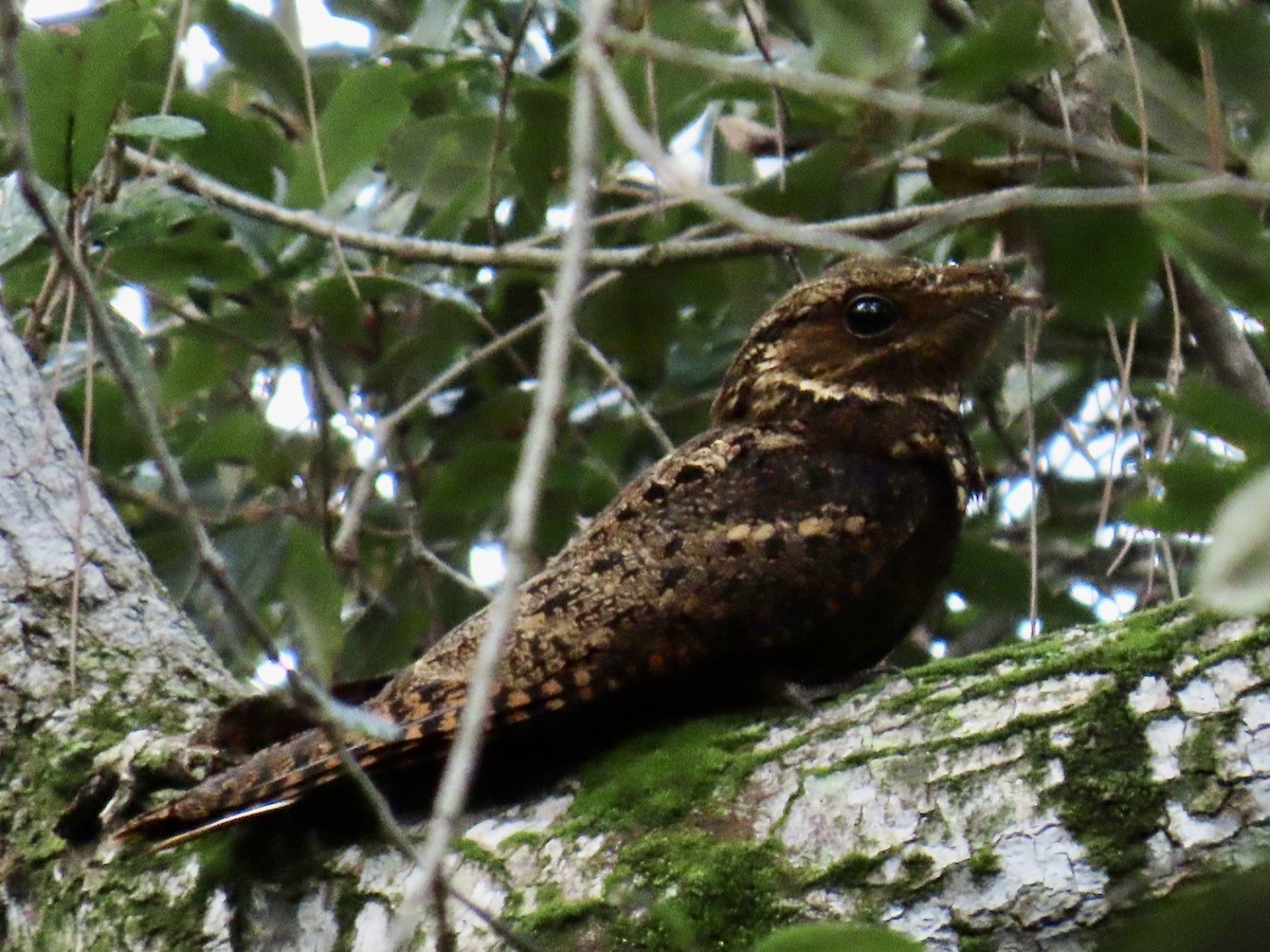 karolinanattravn - ML644193105