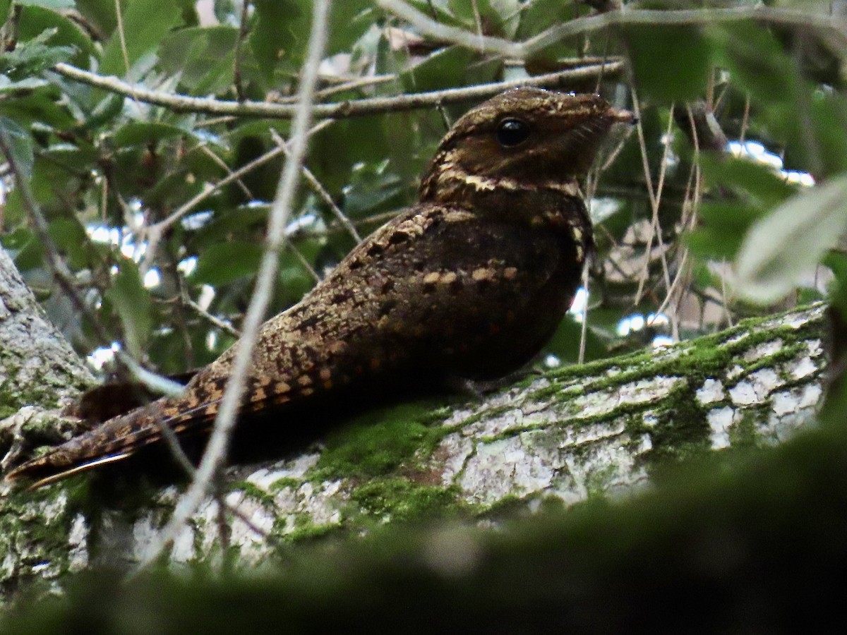 karolinanattravn - ML644193106