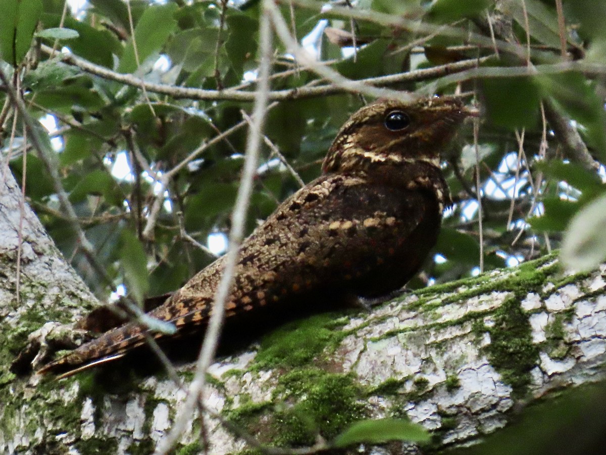 karolinanattravn - ML644193107