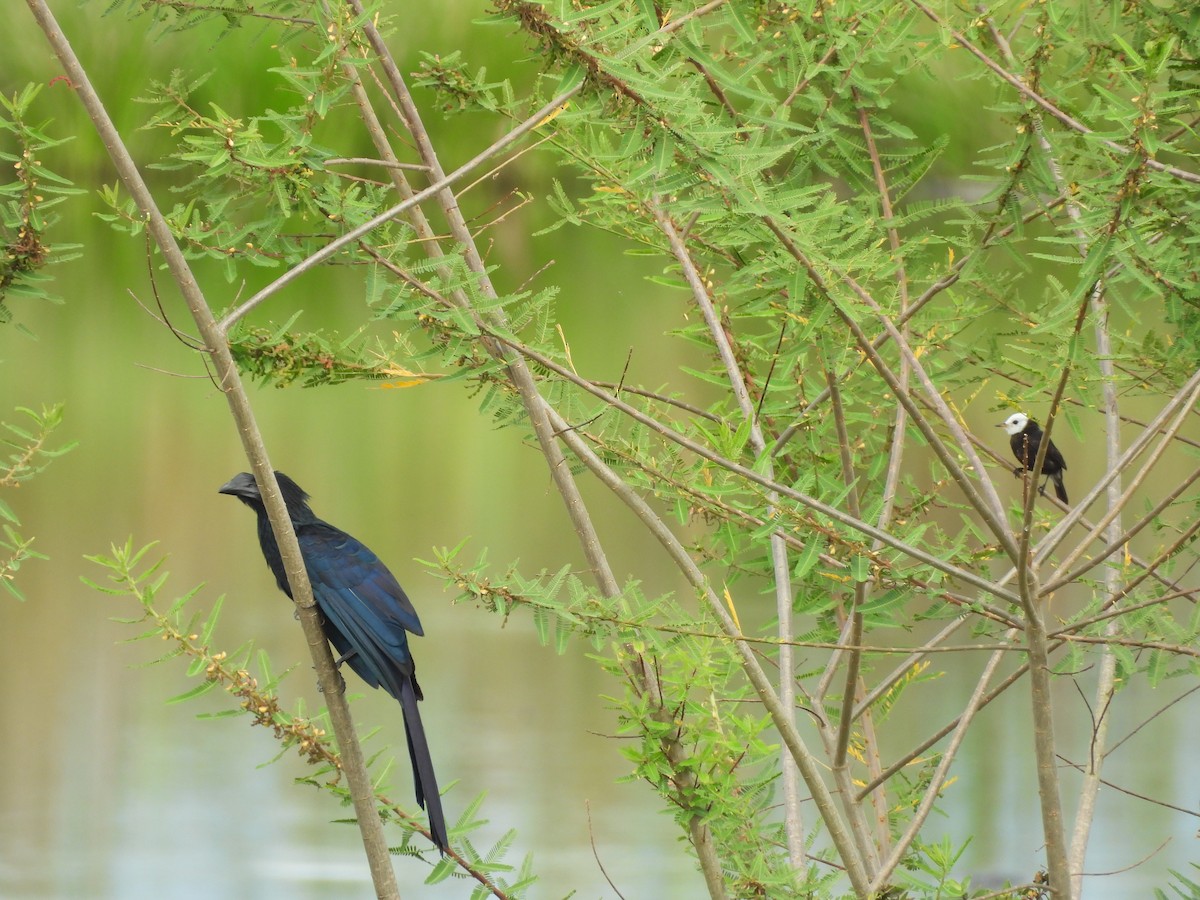 White-headed Marsh Tyrant - ML644193112