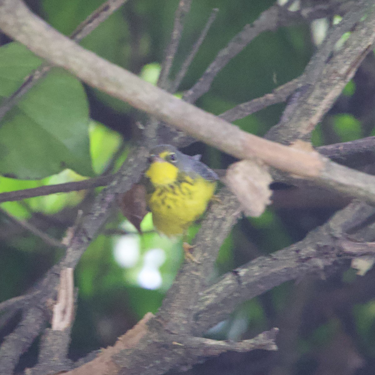 Canada Warbler - ML644193114