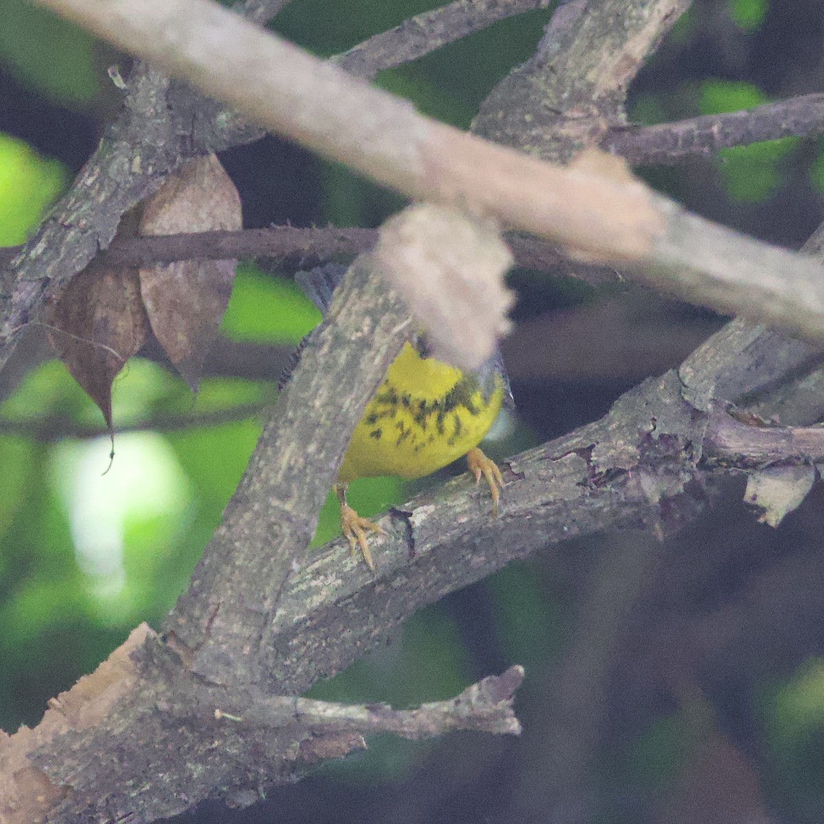 Canada Warbler - ML644193115
