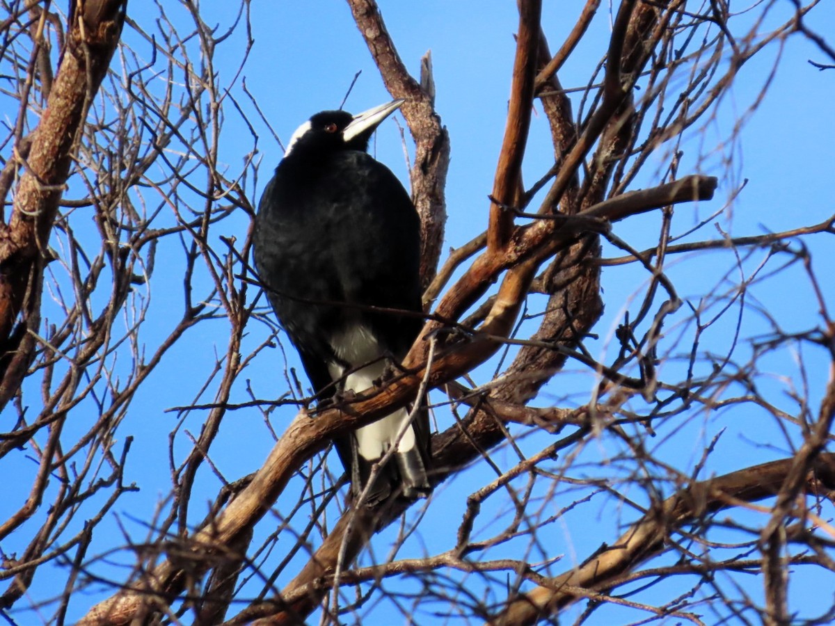 Australian Magpie (Western) - ML644193119