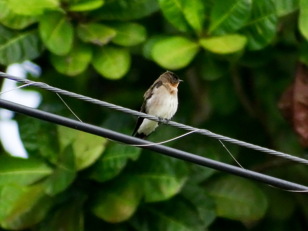 Golondrina Gorjirrufa - ML644193144