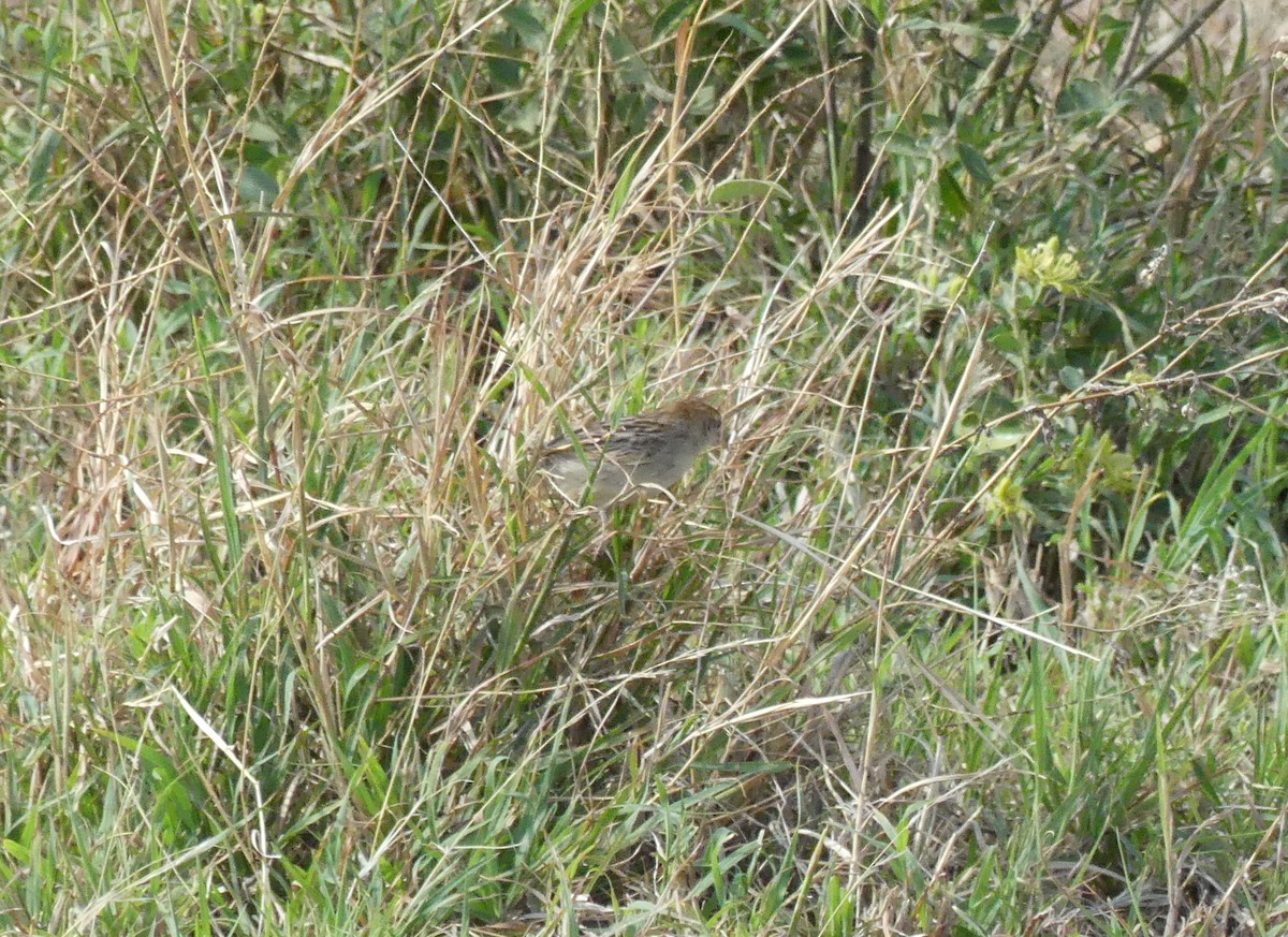 Rattling Cisticola - ML644193146