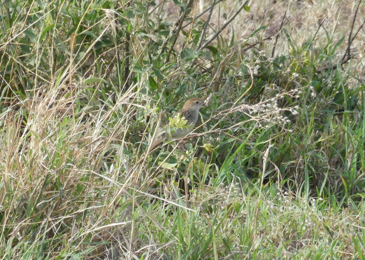 Rattling Cisticola - ML644193147