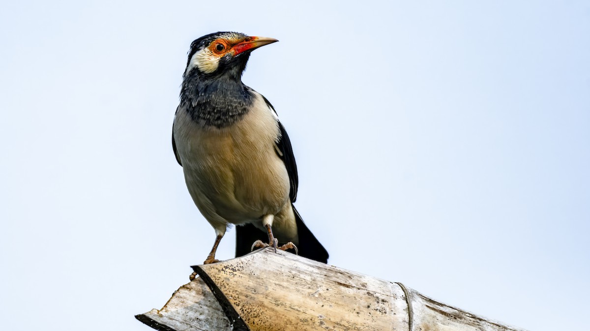 印度鵲椋鳥 - ML644193149
