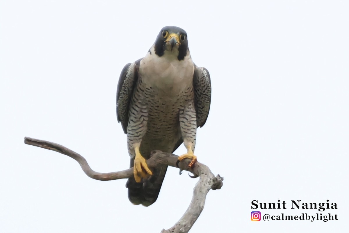 Peregrine Falcon - ML644193203
