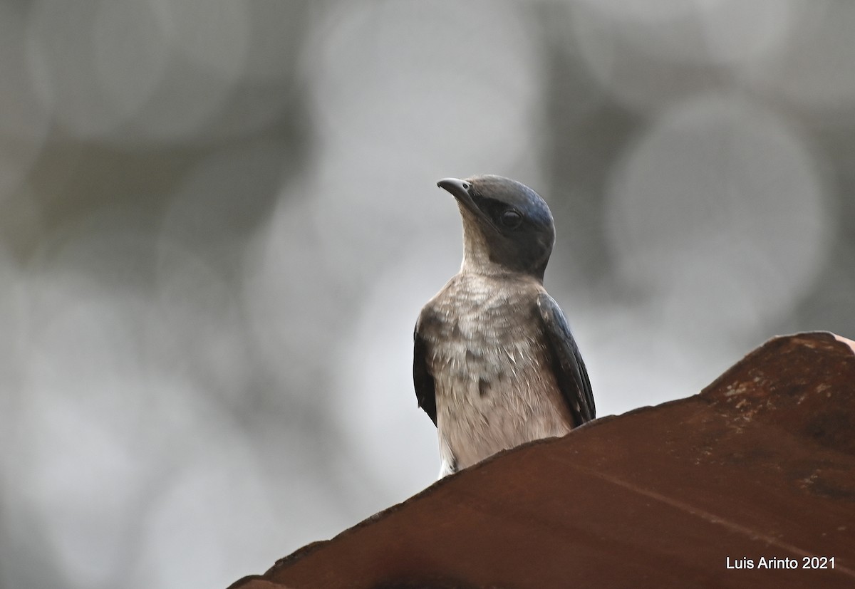 Gray-breasted Martin - ML644193215