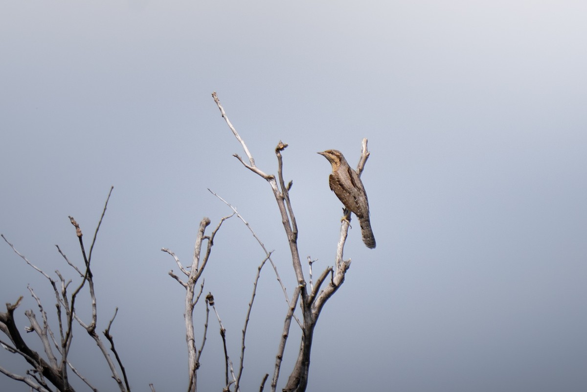 Eurasian Wryneck - ML644193231