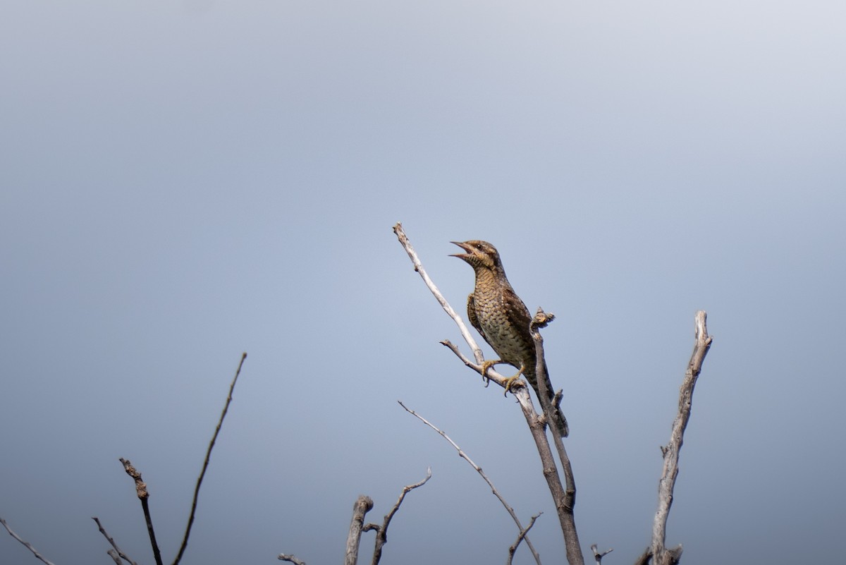 Eurasian Wryneck - ML644193232
