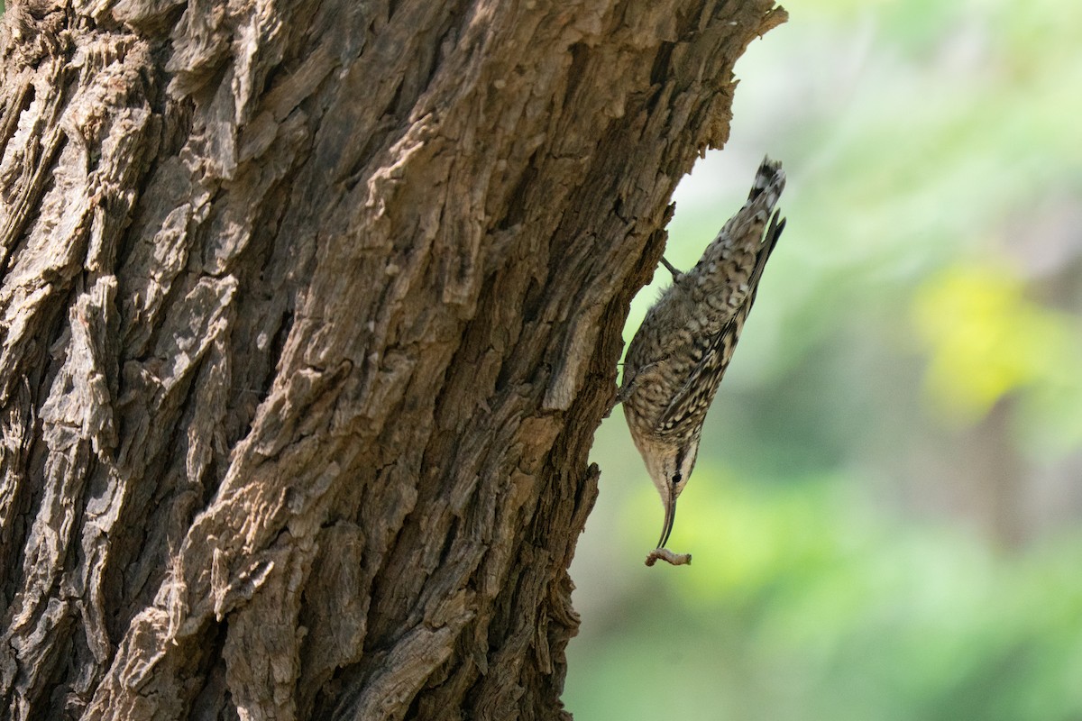 Indian Spotted Creeper - ML644193238
