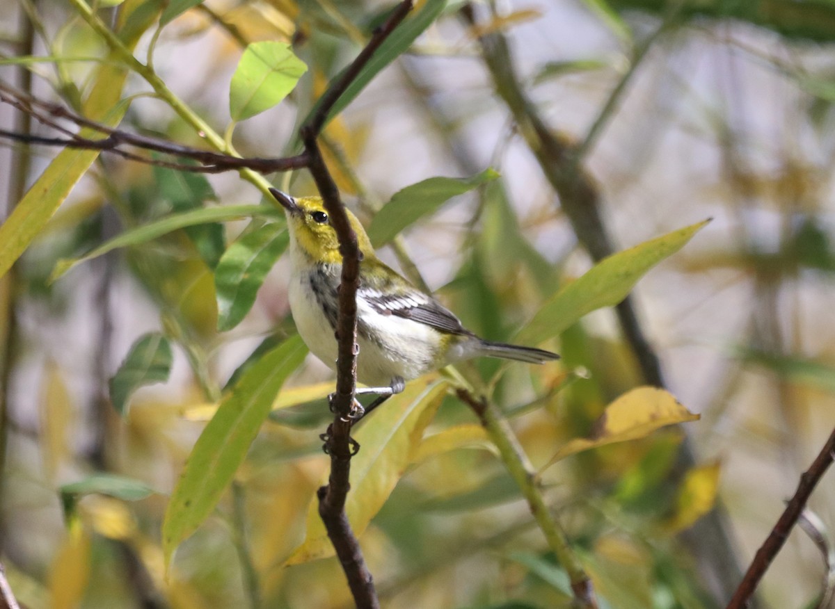 Пісняр-лісовик чорногорлий - ML644193250