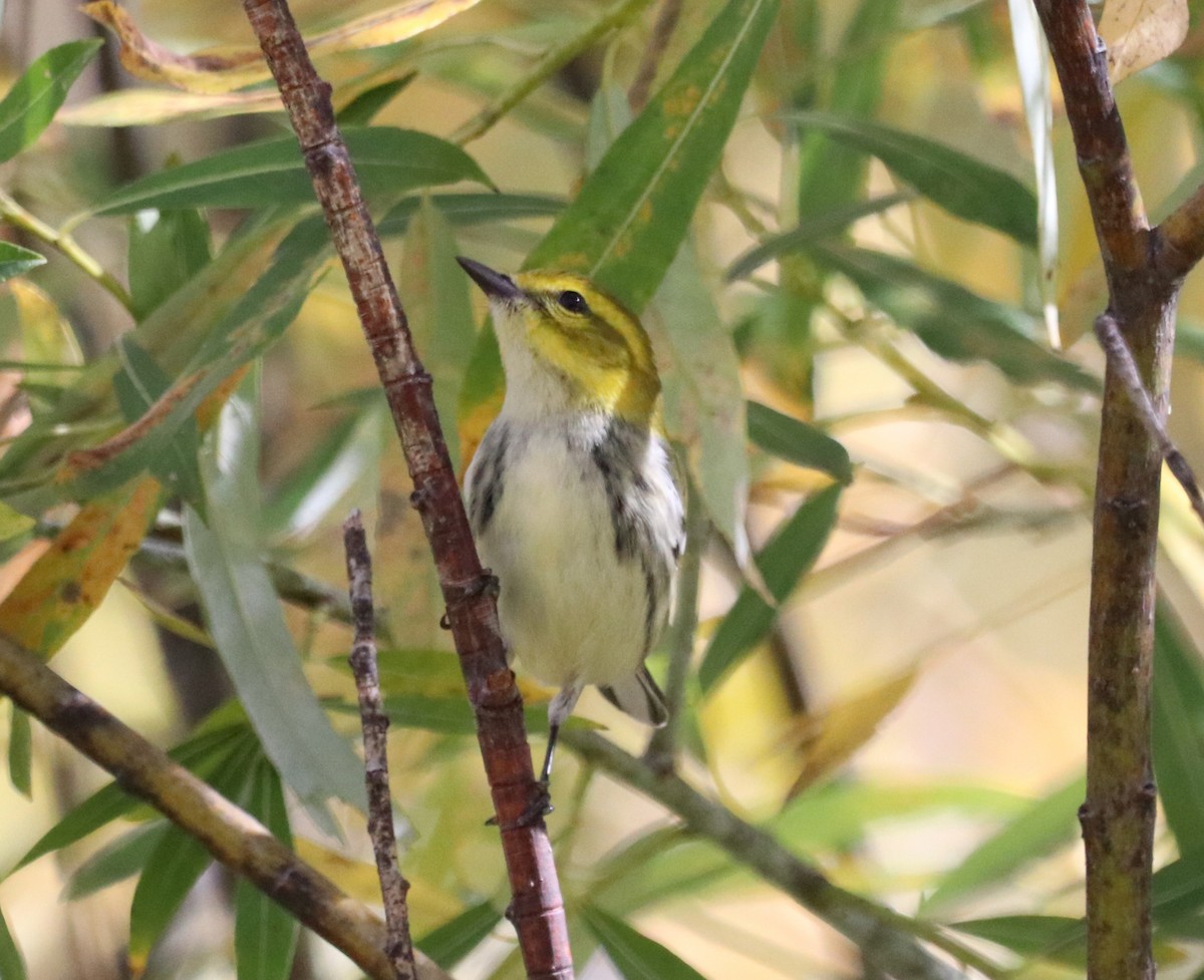 Пісняр-лісовик чорногорлий - ML644193251