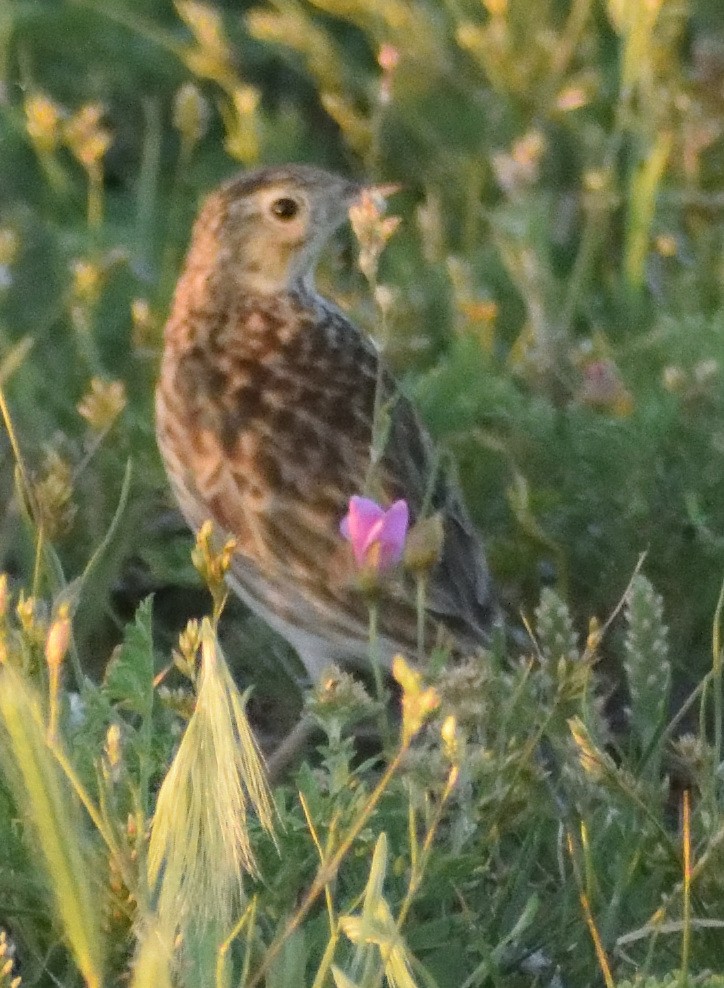 Hellmayr's Pipit - ML644193259