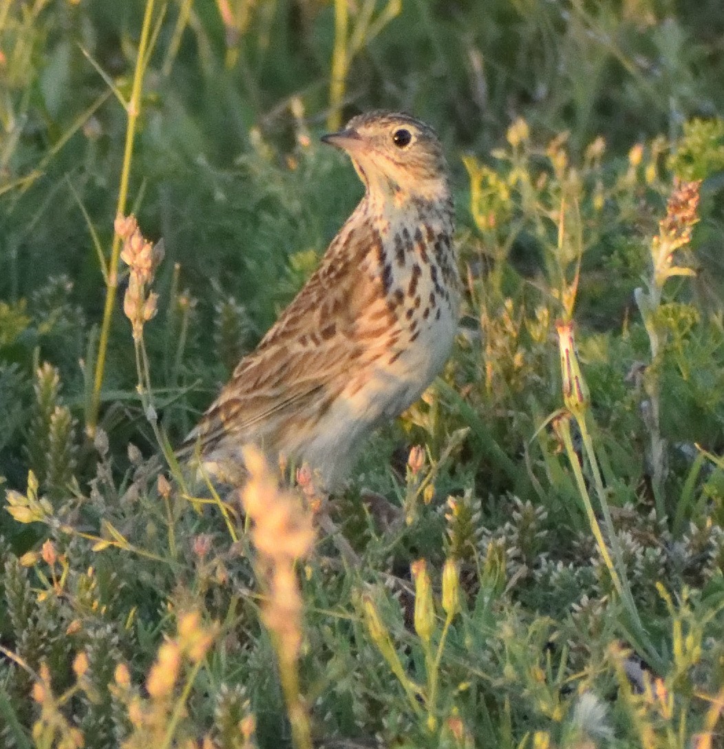 Hellmayr's Pipit - ML644193260
