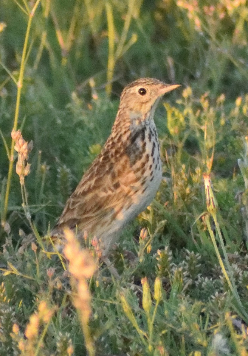 Hellmayr's Pipit - ML644193262