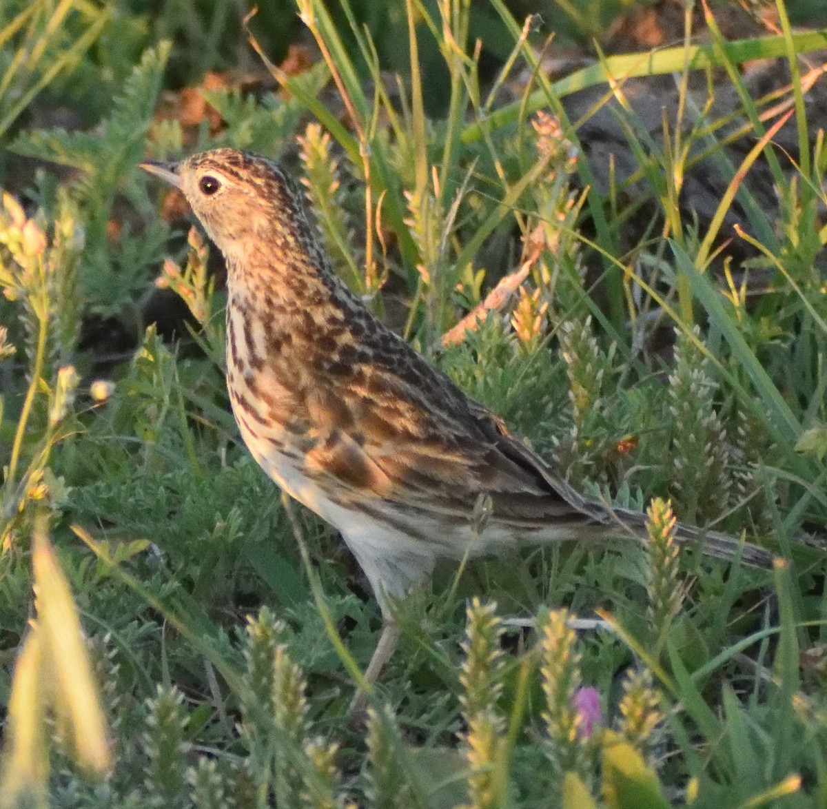 Hellmayr's Pipit - ML644193264